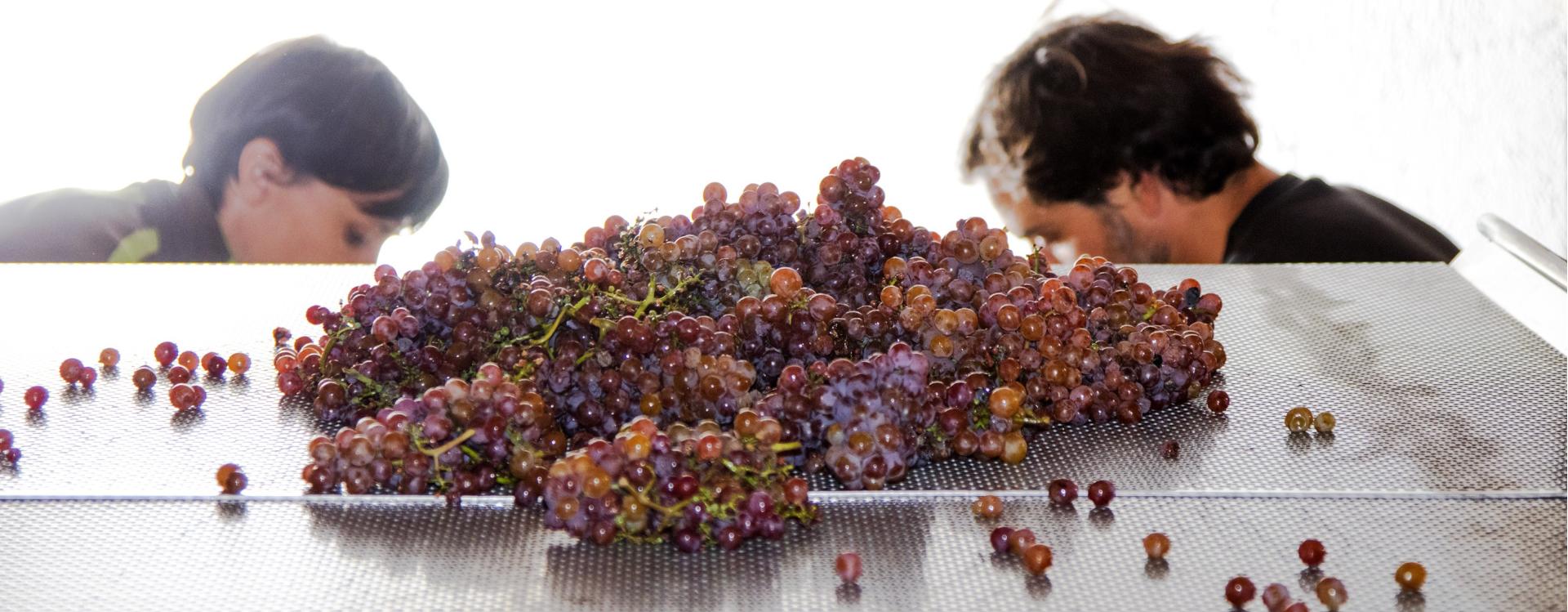 GRAWÜ D. DOMINIC WUERTH